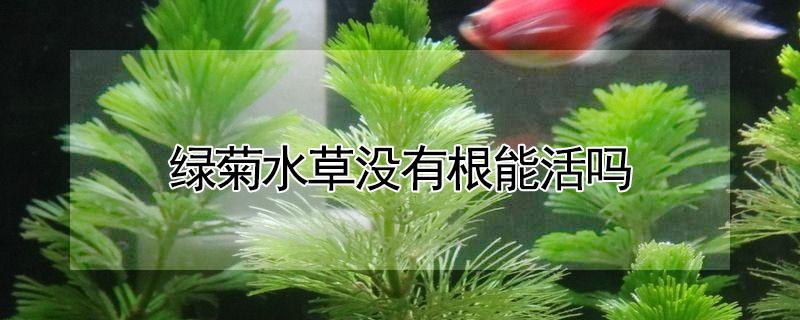 绿菊水草没有根能活吗（绿菊草没根放水里能活吗）