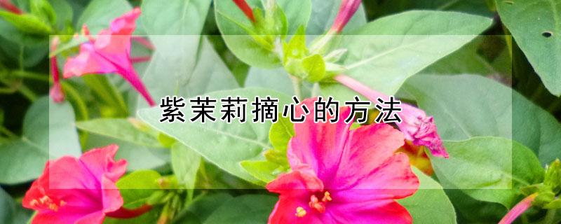 紫茉莉摘心的方法 茉莉花摘心方法