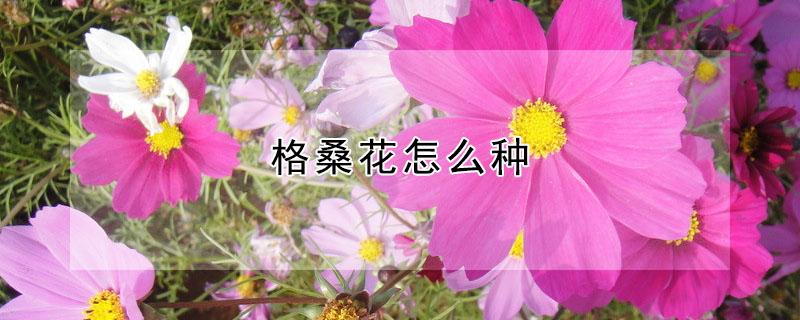 格?；ㄔ趺捶N（格桑花怎么種植）