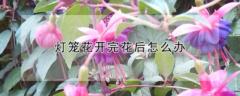 灯笼花开完花后怎么办 灯笼花开完花怎么修剪