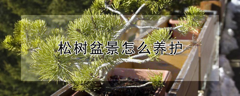 松樹盆景怎么養(yǎng)護（松樹盆景如何養(yǎng)護）