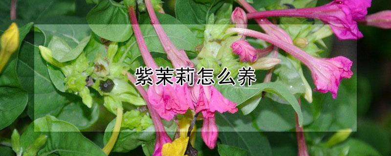 紫茉莉怎么養(yǎng)（紫茉莉怎么養(yǎng)活）