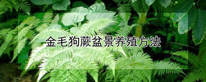 金毛狗蕨盆景養(yǎng)殖方法（盆栽金毛狗蕨養(yǎng)殖方法）