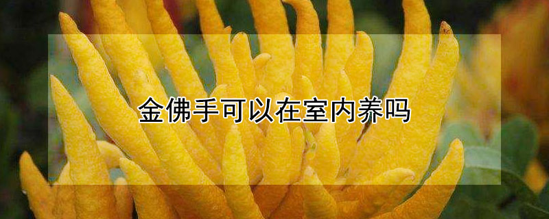 金佛手可以在室內(nèi)養(yǎng)嗎（金佛手盆栽養(yǎng)家里好嗎）