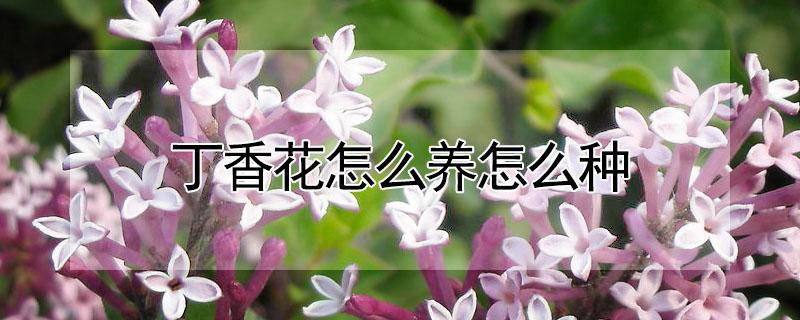 丁香花怎么养怎么种 丁香花怎样栽培