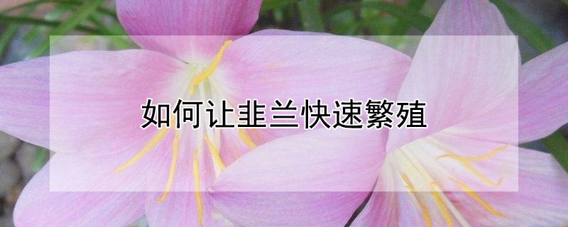 如何让韭兰快速繁殖 韭菜兰繁殖方法如下