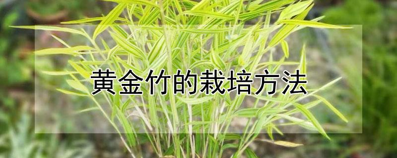 黃金竹的栽培方法 金竹的種植方法