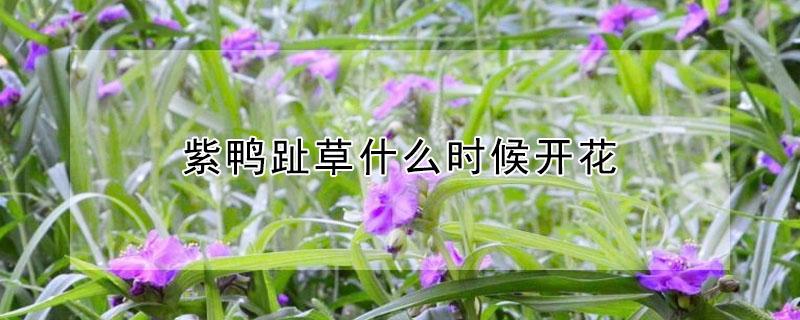 紫鴨趾草什么時(shí)候開(kāi)花（紫鴨跖草的花期）