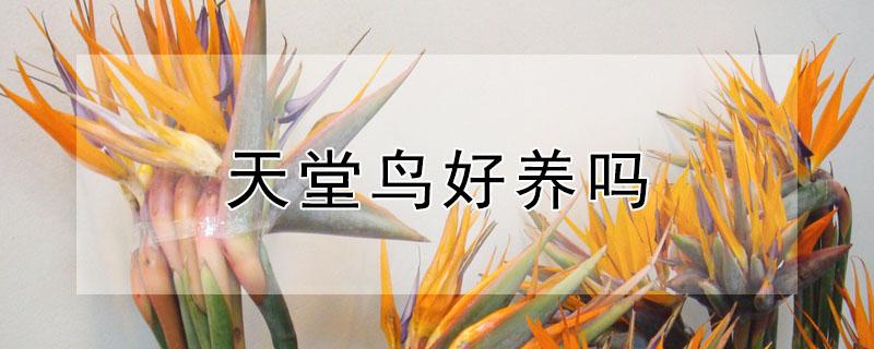 天堂鸟好养吗 天堂鸟好养吗知乎