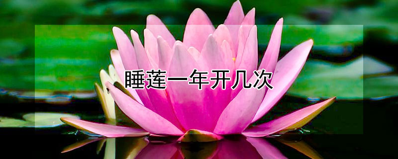 睡蓮一年開幾次 睡蓮花能開幾次