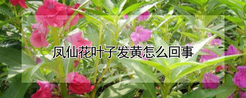 凤仙花叶子发黄怎么回事 凤仙花刚发芽的叶子黄是什么回事