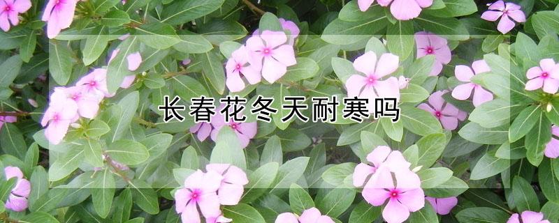 長春花冬天耐寒嗎 長春花耐寒溫度是多少