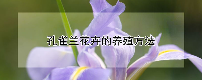 孔雀蘭花卉的養(yǎng)殖方法（孔雀蘭怎么養(yǎng)殖）