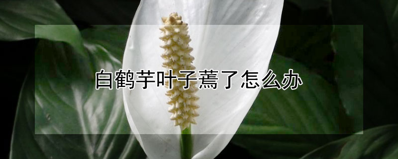 白鶴芋葉子蔫了怎么辦（白鶴芋枯萎了怎么辦）