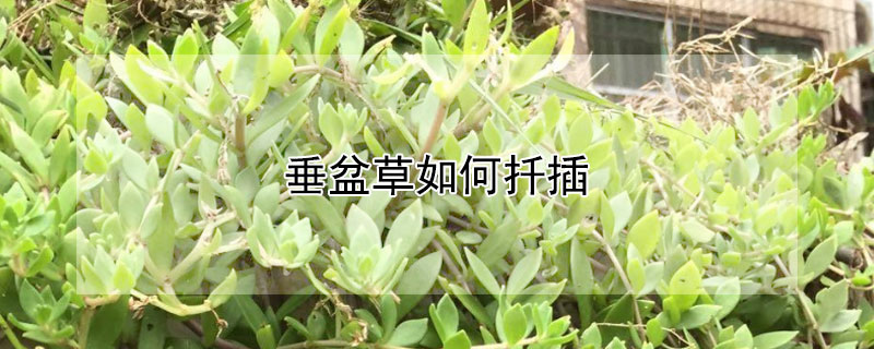 垂盆草如何扦插 垂盆草怎么移栽