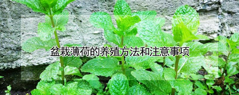 盆栽薄荷的养殖方法和注意事项 薄荷的养殖方法 盆栽