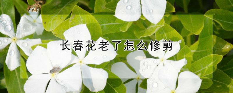 長春花老了怎么修剪 長春花開過了怎么修剪