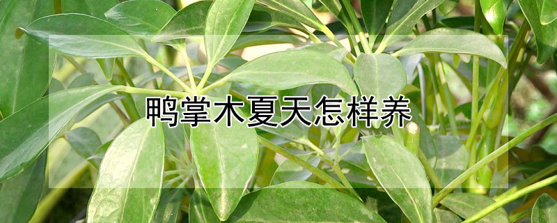 鴨掌木夏天怎樣養(yǎng)（鴨掌木冬天室內(nèi)怎么養(yǎng)）