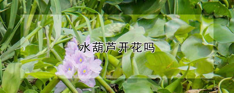 水葫蘆開花嗎 水葫蘆開花嗎?