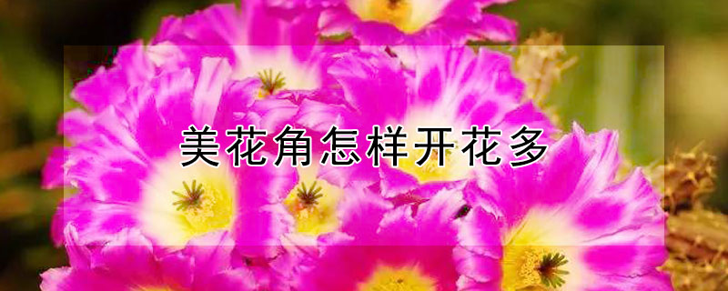 美花角怎樣開花多（美花角一年開幾次花）