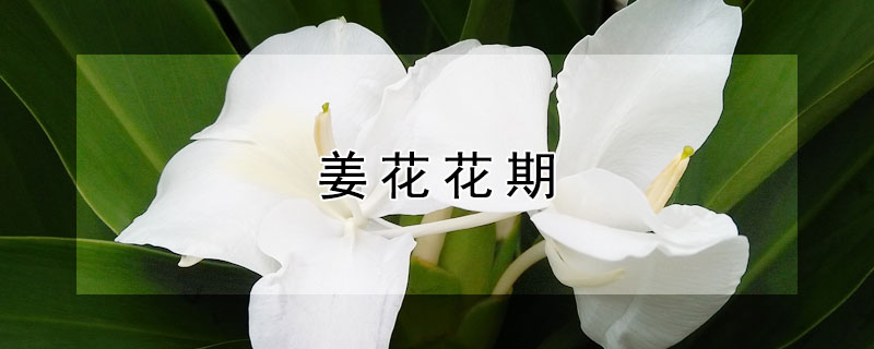 姜花花期（姜花花期短）