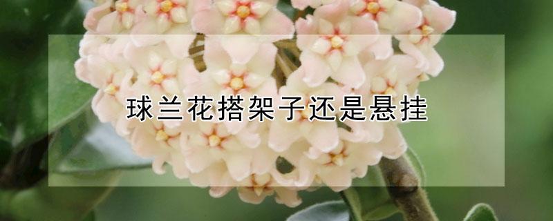 球兰花搭架子还是悬挂（球兰垂吊还是搭架子）