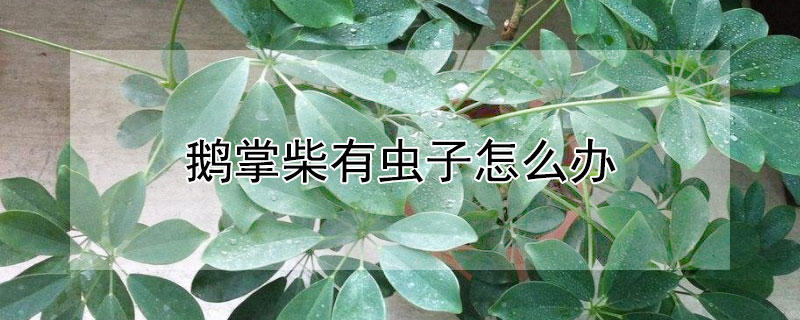 鹅掌柴有虫子怎么办 鹅掌柴生虫子了怎么办