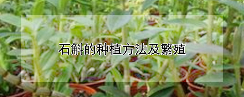 石斛的种植方法及繁殖 香水石斛的种植方法及繁殖