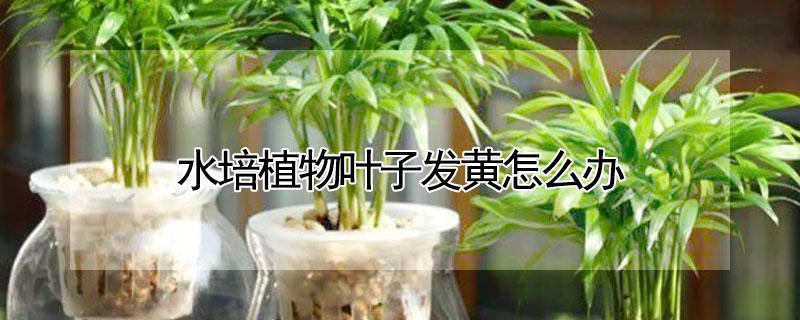 水培植物叶子发黄怎么办 水培植物的叶子发黄怎么办