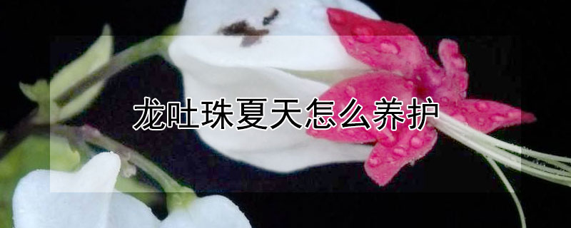 龙吐珠夏天怎么养护（龙吐珠秋冬季节怎么养）