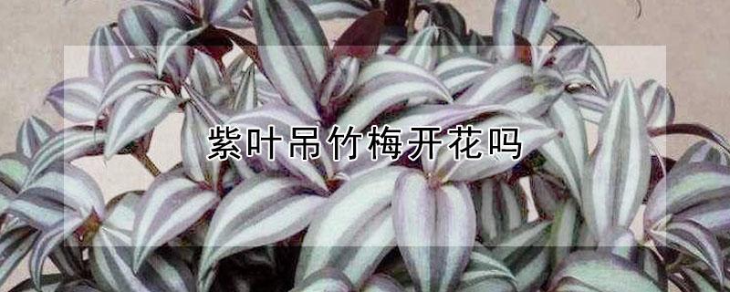 紫葉吊竹梅開花嗎 紫葉竹梅吊蘭開花圖片