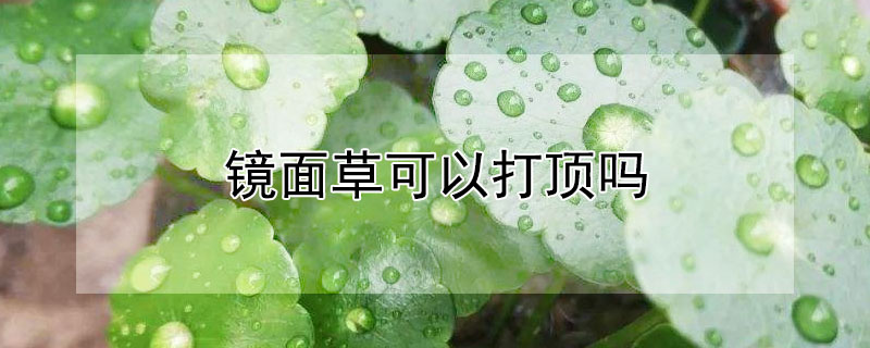 镜面草可以打顶吗（镜面草能开花吗）