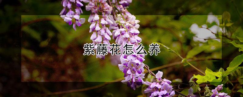 紫藤花怎么养 紫藤花怎么养才能开花