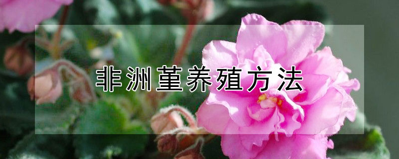 非洲堇養(yǎng)殖方法 非洲堇的養(yǎng)殖方法和注意事項