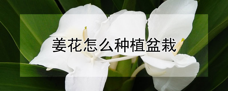 姜花怎么種植盆栽（姜花可以盆栽嗎）