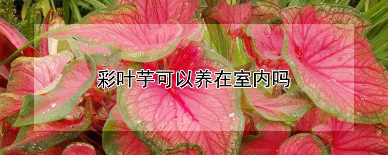 彩葉芋可以養(yǎng)在室內(nèi)嗎（彩葉芋可以養(yǎng)在室外嗎）