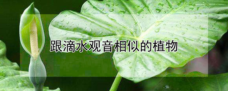 跟滴水观音相似的植物（类似于滴水观音的观叶植物）