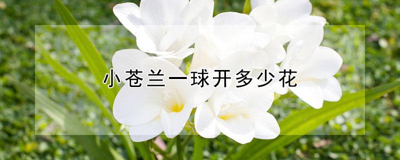 小苍兰一球开多少花（小苍兰一盆种几个球）