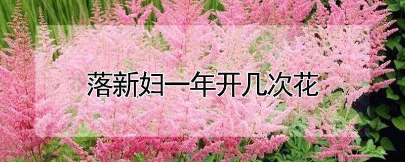 落新婦一年開幾次花（落新婦花期）