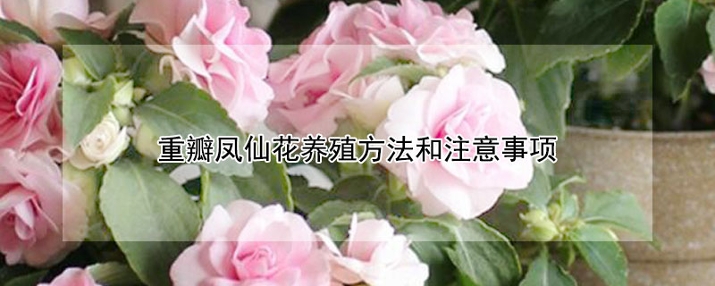 重瓣鳳仙花養(yǎng)殖方法和注意事項 重瓣鳳仙花的養(yǎng)殖方法