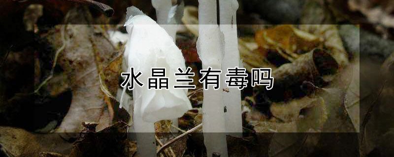 水晶兰有毒吗（水晶兰有什么气味）