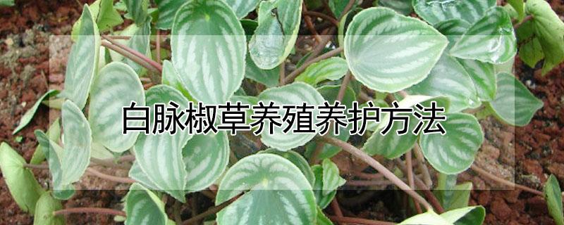 白脉椒草养殖养护方法 白脉椒草的养殖方法和注意事项有哪些