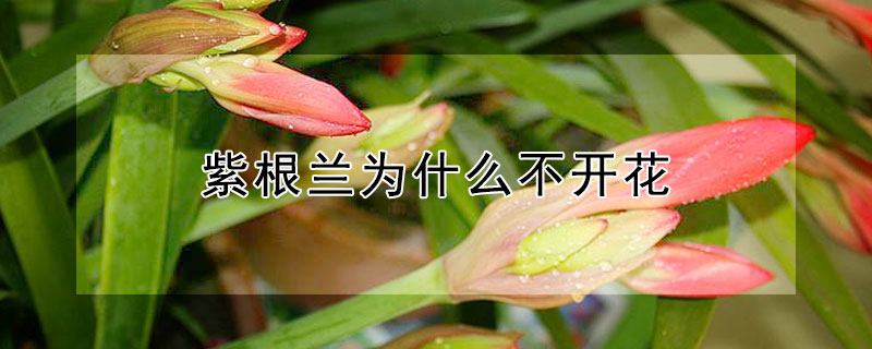 紫根兰为什么不开花（紫根兰花为什么不开花）