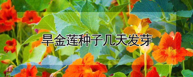 旱金蓮種子幾天發(fā)芽 旱金蓮什么時(shí)候結(jié)種子