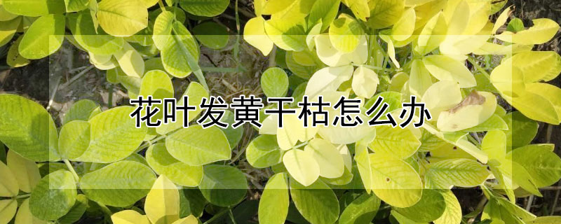 花葉發(fā)黃干枯怎么辦 花葉子黃了干枯了怎么辦