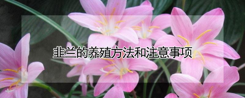 韭兰的养殖方法和注意事项 韭兰的养殖方法和注意事项红花葱兰