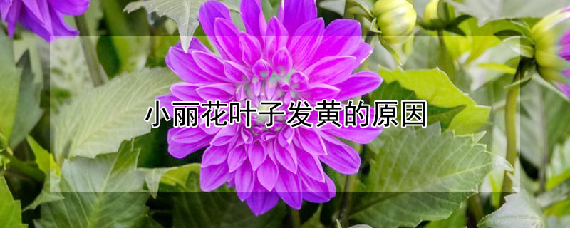 小丽花叶子发黄的原因 小丽花黄叶子怎么办