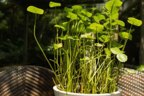 室外植物冬天怎么保溫