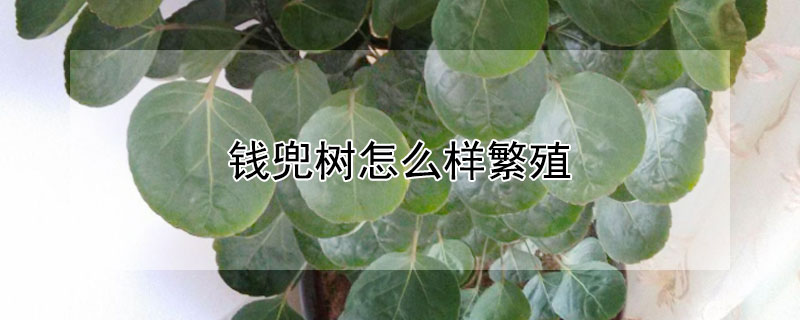 錢(qián)兜樹(shù)怎么樣繁殖（金錢(qián)樹(shù)的養(yǎng)殖方法）