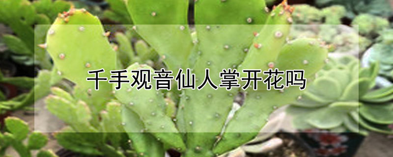 千手觀音仙人掌開花嗎（觀音仙人掌會(huì)開花嗎）